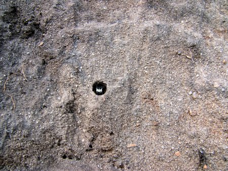 Foto de Crabronidae or Sand wasps, or burrowing wasps, or crabronids. Visón con avispa de arena en la naturaleza. Macro foto de una avispa de arena - Imagen libre de derechos