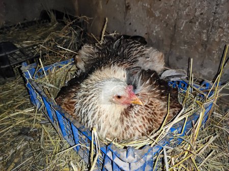 Ein Huhn mit weißem Kopf sitzt in einer Box im Hühnerstall
