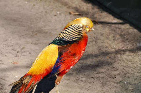 Chrysolophus pictus or Golden Pheasant in the Zoo of the Veterinary Institute