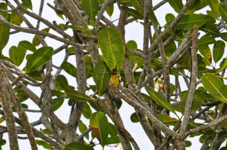 Acridotheres tristis oder Gemeine Myna oder Heuschrecken-Star in Thailand. Kleiner Vogel auf der Insel Phuket.