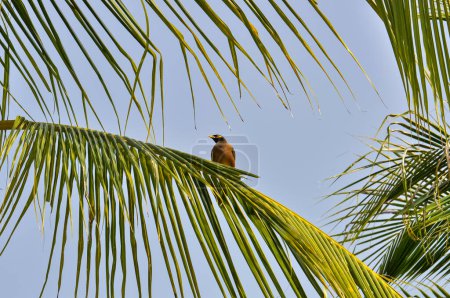 Acridotheres tristis, or Common Myna, or Locust Starling in Thailand. Small bird on the island of Phuket.