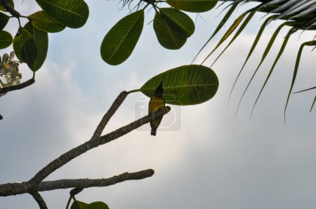 Acridotheres tristis, or Common Myna, or Locust Starling in Thailand. Small bird on the island of Phuket.