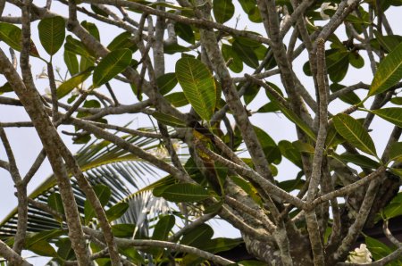 Acridotheres tristis, o Myna Común, o Locust Starling en Tailandia. Pequeño pájaro en la isla de Phuket.