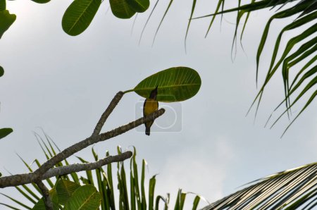 Acridotheres tristis oder Gemeine Myna oder Heuschrecken-Star in Thailand. Kleiner Vogel auf der Insel Phuket.