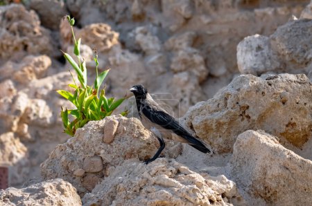 Corvus cornix or Hoodie Crow sits on rocks in the Egyptian desert.