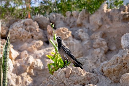 Corvus cornix o cuervo con capucha se sienta sobre rocas en el desierto egipcio.