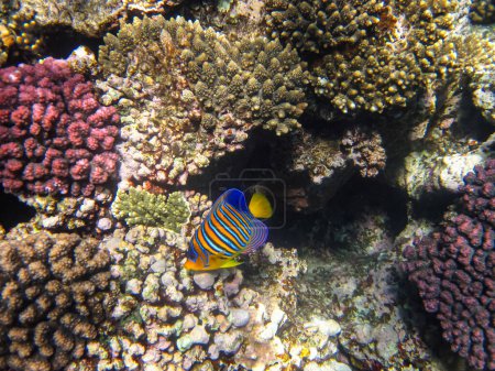 Pygoplites diacanthus, or King Angelfish, or Pygoplite, or King Angelfish in the expanses of the Red Sea coral reef. Sea fish.