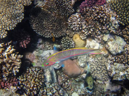 La wrasse à cinq tripes ou Thalassoma quinquevittatum dans le vaste récif corallien de la mer Rouge. Poissons de mer.