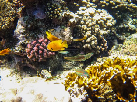 La wrasse à cinq tripes ou Thalassoma quinquevittatum dans le vaste récif corallien de la mer Rouge. Poissons de mer.
