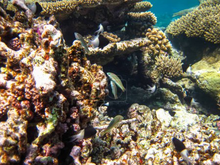 Téléchargez les photos : La wrasse à cinq tripes ou Thalassoma quinquevittatum dans le vaste récif corallien de la mer Rouge. Poissons de mer. - en image libre de droit