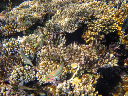 Téléchargez les photos : La wrasse à cinq tripes ou Thalassoma quinquevittatum dans le vaste récif corallien de la mer Rouge. Poissons de mer. - en image libre de droit