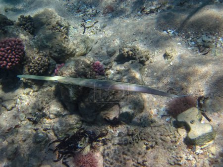 The bluespotted cornetfish or Fistularia commersonii in the expanses of the Red Sea coral reef. Sea fish.