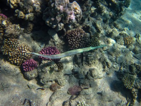 Der Korallenfisch oder Fistularia commersonii in den Weiten des Korallenriffs des Roten Meeres. Meeresfisch.