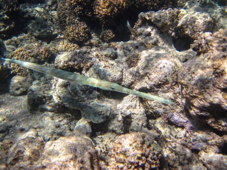 The bluespotted cornetfish or Fistularia commersonii in the expanses of the Red Sea coral reef. Sea fish.