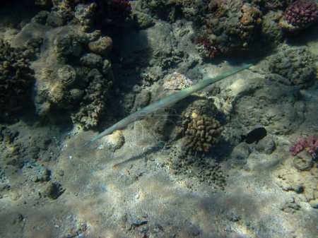 Der Korallenfisch oder Fistularia commersonii in den Weiten des Korallenriffs des Roten Meeres. Meeresfisch.