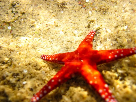 Red starfish on the bottom of a coral reef in the Red Sea