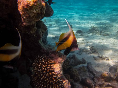 Heniochus intermedius oder Roter Meer-Bannerfisch am Korallenriff des Roten Meeres