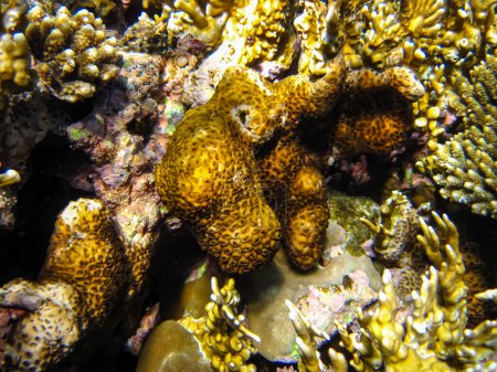 Beaux coraux dans le récif corallien de la mer Rouge. Coraux colorés. Monde sous-marin.