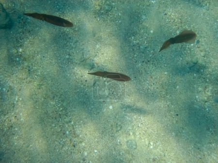 Squids in the underwater expanses of the Red Sea.