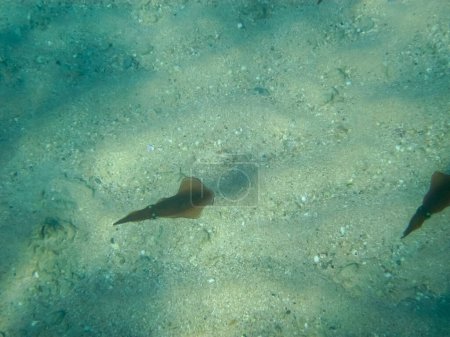 Tintenfische in den Unterwassergebieten des Roten Meeres.