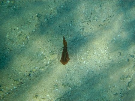 Calamares en las extensiones submarinas del Mar Rojo.