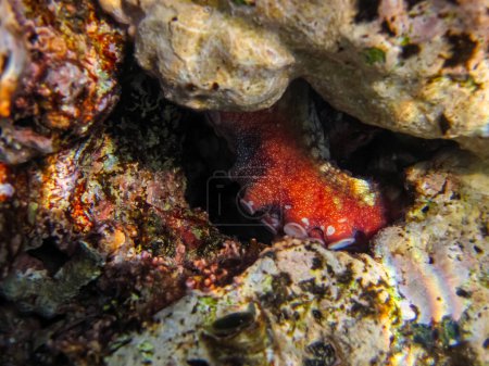 A red octopus tentacle peeks out from behind corals in a coral reef in the Red Sea.