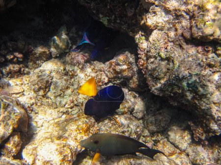 Yellowtail zebrasoma or Zebrasoma xanthurum in the coral reef of the Red Sea