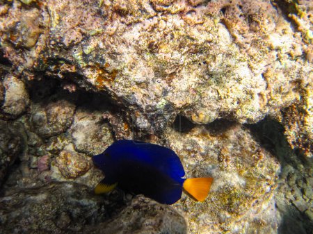 Yellowtail zebrasoma or Zebrasoma xanthurum in the coral reef of the Red Sea