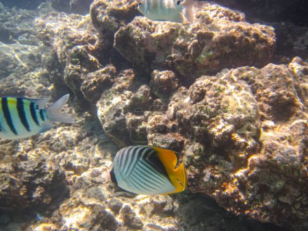 Pez mariposa de Chevron, o mariposa de Chevron, o Chaetodon trifascialis en el arrecife de coral del Mar Rojo
