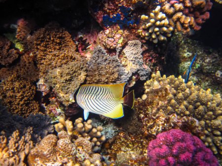 Photo for Chevron butterflyfish, or chevron butterfly, or Chaetodon trifascialis in the coral reef of the Red Sea - Royalty Free Image