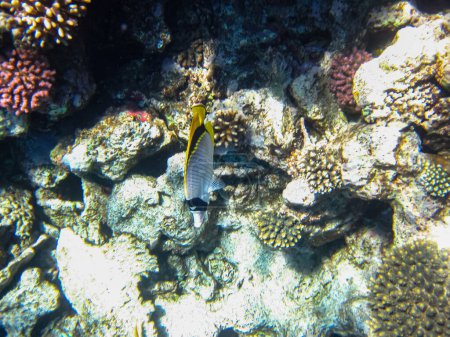 Pez mariposa de Chevron, o mariposa de Chevron, o Chaetodon trifascialis en el arrecife de coral del Mar Rojo