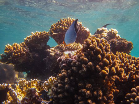 Chevron butterflyfish, or chevron butterfly, or Chaetodon trifascialis in the coral reef of the Red Sea
