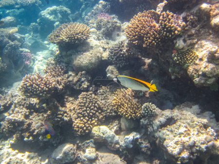 Chevron butterflyfish, or chevron butterfly, or Chaetodon trifascialis in the coral reef of the Red Sea