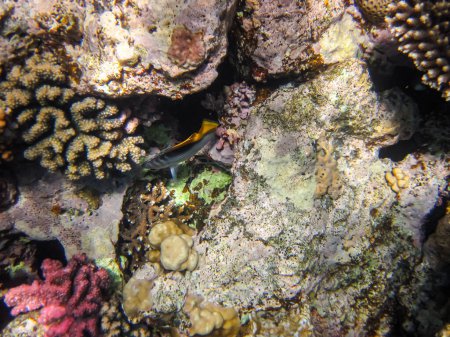 Chevron papillon, ou chevron papillon, ou Chaetodon trifascialis dans le récif corallien de la mer Rouge