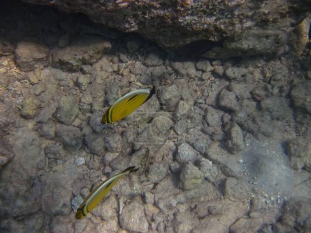 Der Blauwangen-Falterfisch oder Chaetodon semilarvatus im Korallenriff des Roten Meeres