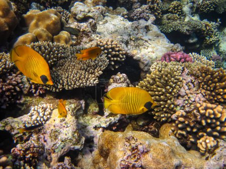 Le poisson-papillon à joues bleues ou Chaetodon semilarvatus dans le récif corallien de la mer Rouge