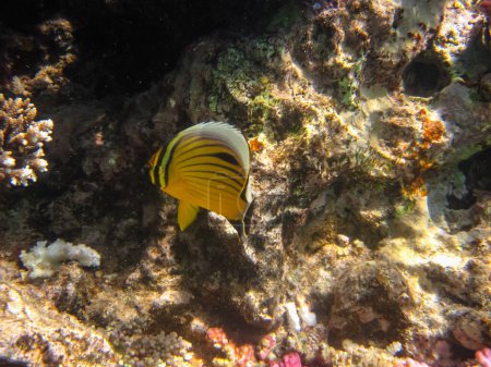 Der Blauwangen-Falterfisch oder Chaetodon semilarvatus im Korallenriff des Roten Meeres