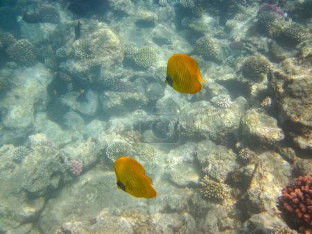 Le poisson-papillon à joues bleues ou Chaetodon semilarvatus dans le récif corallien de la mer Rouge