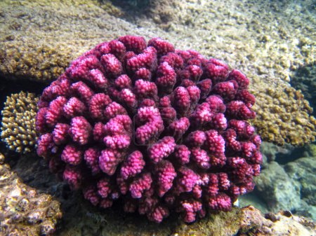 Wunderschöne Korallen im Korallenriff des Roten Meeres. Unterwasserwelt