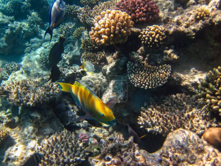 Many different beautiful fish in the coral reef of the Red Sea. Undersea world