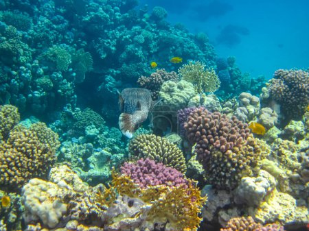 Beaucoup de beaux poissons différents dans le récif corallien de la mer Rouge. Monde sous-marin