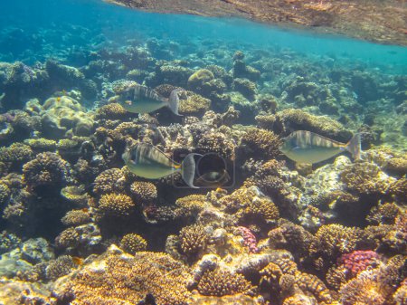 Muchos peces hermosos diferentes en el arrecife de coral del Mar Rojo. Mundo submarino