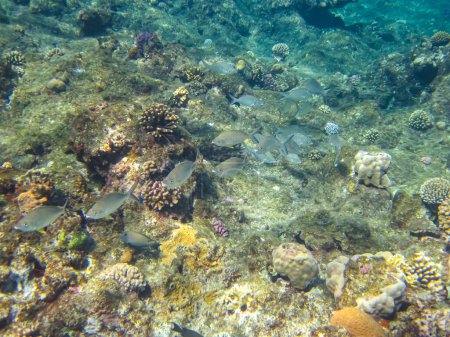Téléchargez les photos : Beaucoup de beaux poissons différents dans le récif corallien de la mer Rouge. Monde sous-marin - en image libre de droit