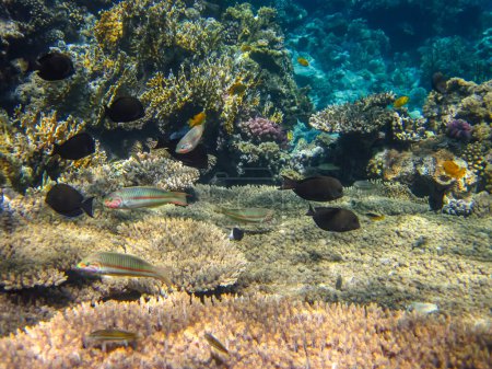 Beaucoup de beaux poissons différents dans le récif corallien de la mer Rouge. Monde sous-marin