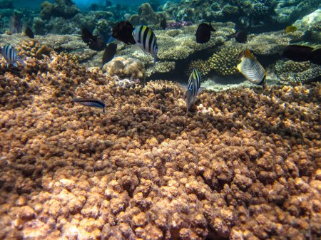 Muchos peces hermosos diferentes en el arrecife de coral del Mar Rojo. Mundo submarino