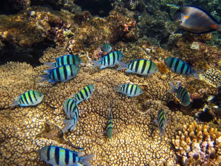 Many different beautiful fish in the coral reef of the Red Sea. Undersea world