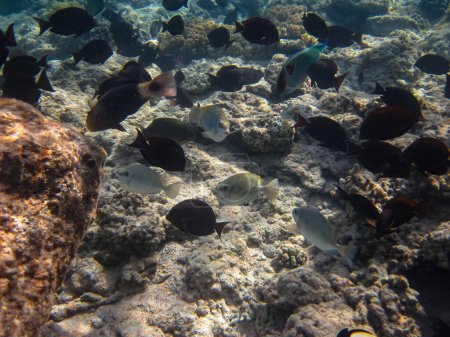 Viele verschiedene schöne Fische im Korallenriff des Roten Meeres. Unterwasserwelt