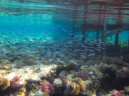 Téléchargez les photos : Beaucoup de beaux poissons différents dans le récif corallien de la mer Rouge. Monde sous-marin - en image libre de droit