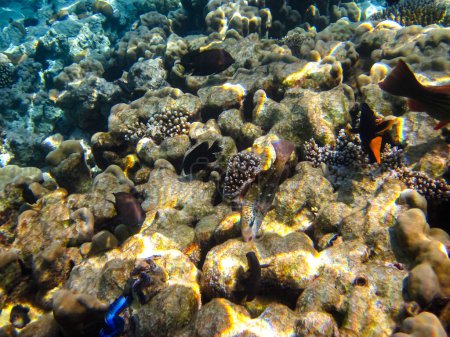 Viele verschiedene schöne Fische im Korallenriff des Roten Meeres. Unterwasserwelt