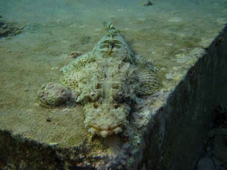 Synanceia horrida, the estuarine stonefish, hollow-cheek stonefish, horrid stonefish, rough stonefish or true stonefish in the Red Sea coral reef. Undersea world